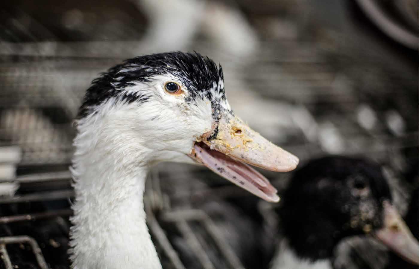 Duck in a foie gras farm