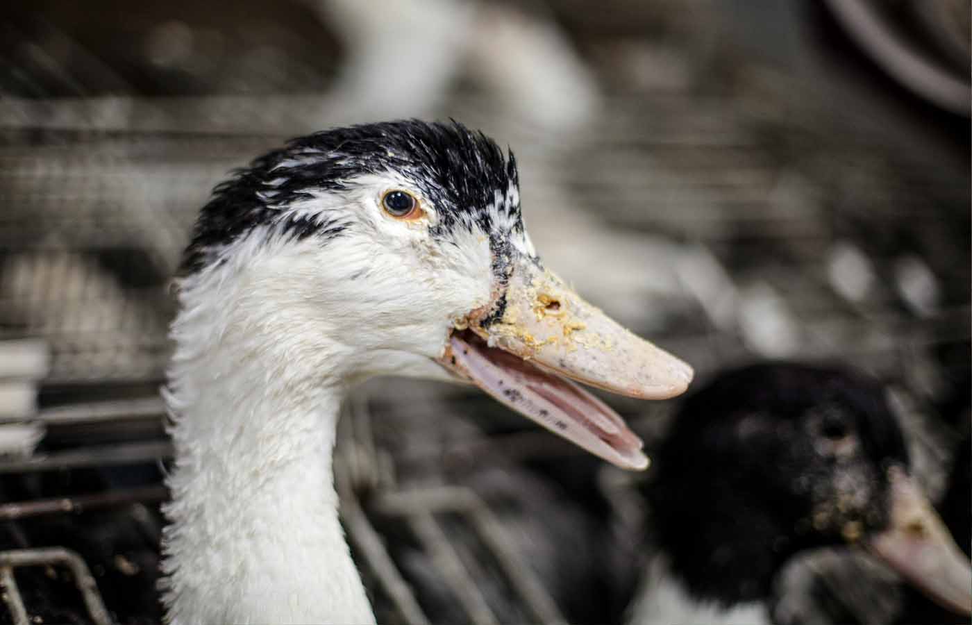 Ducks on the foie gras farm