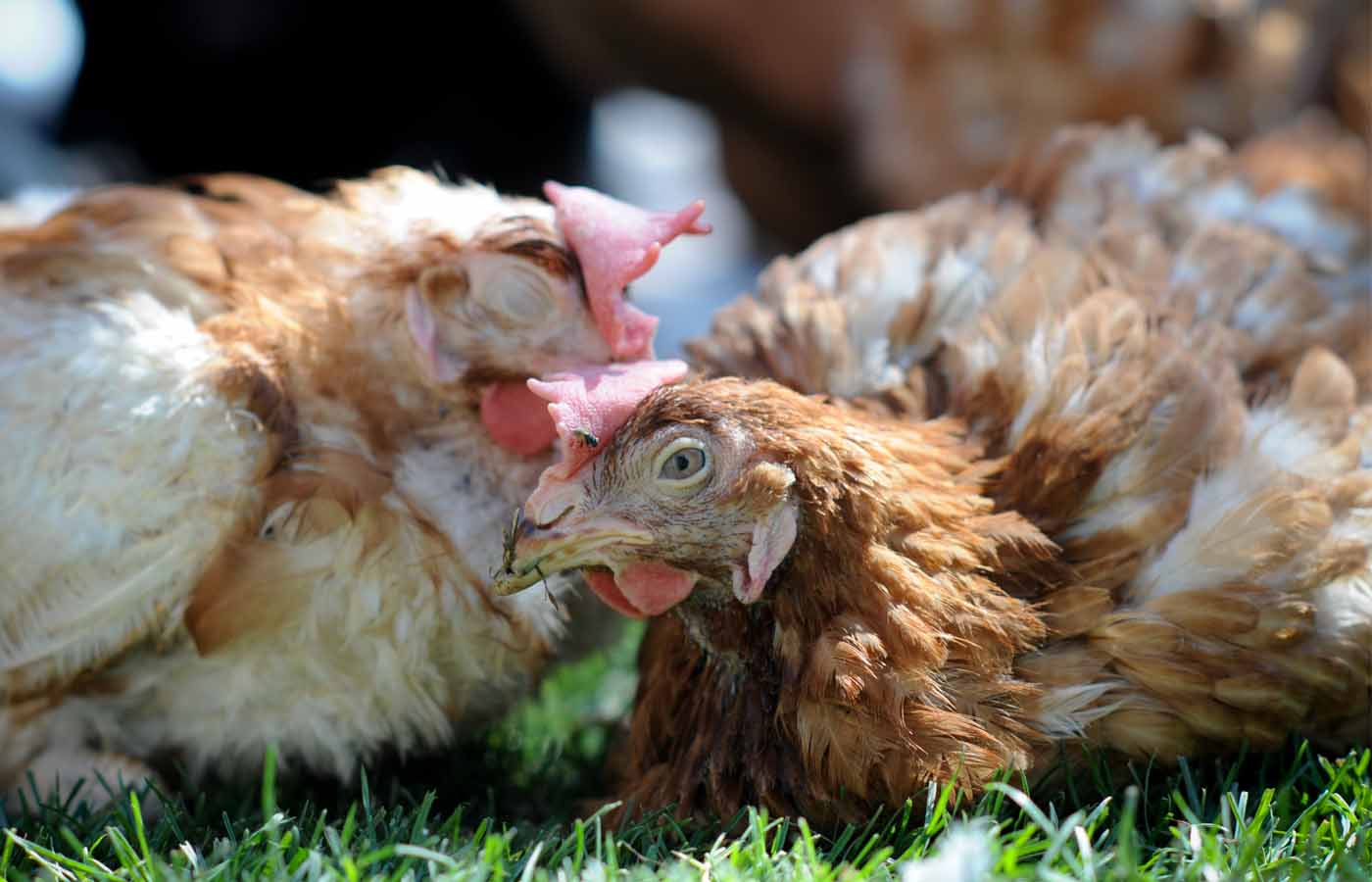 Two rescued hens feel the sunlight for the first time