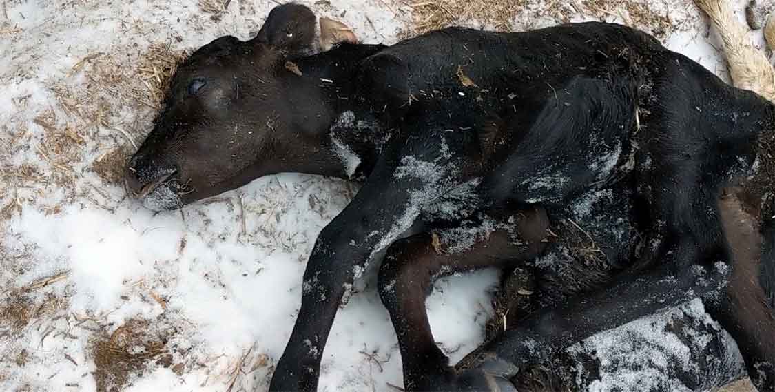 The calf was frozen on the ground.