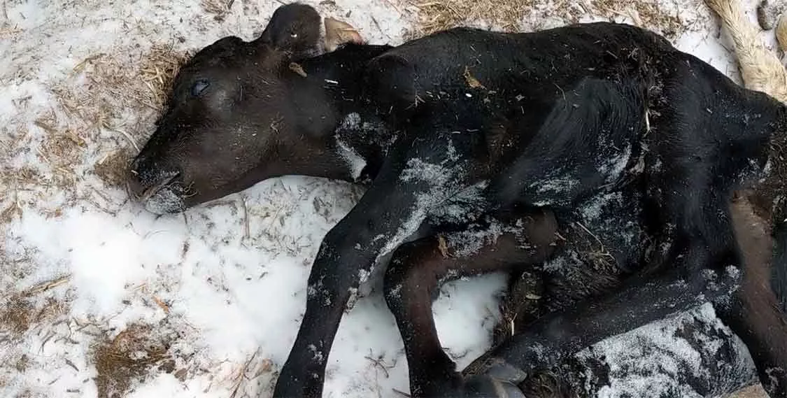 Baby calf frozen to the ground