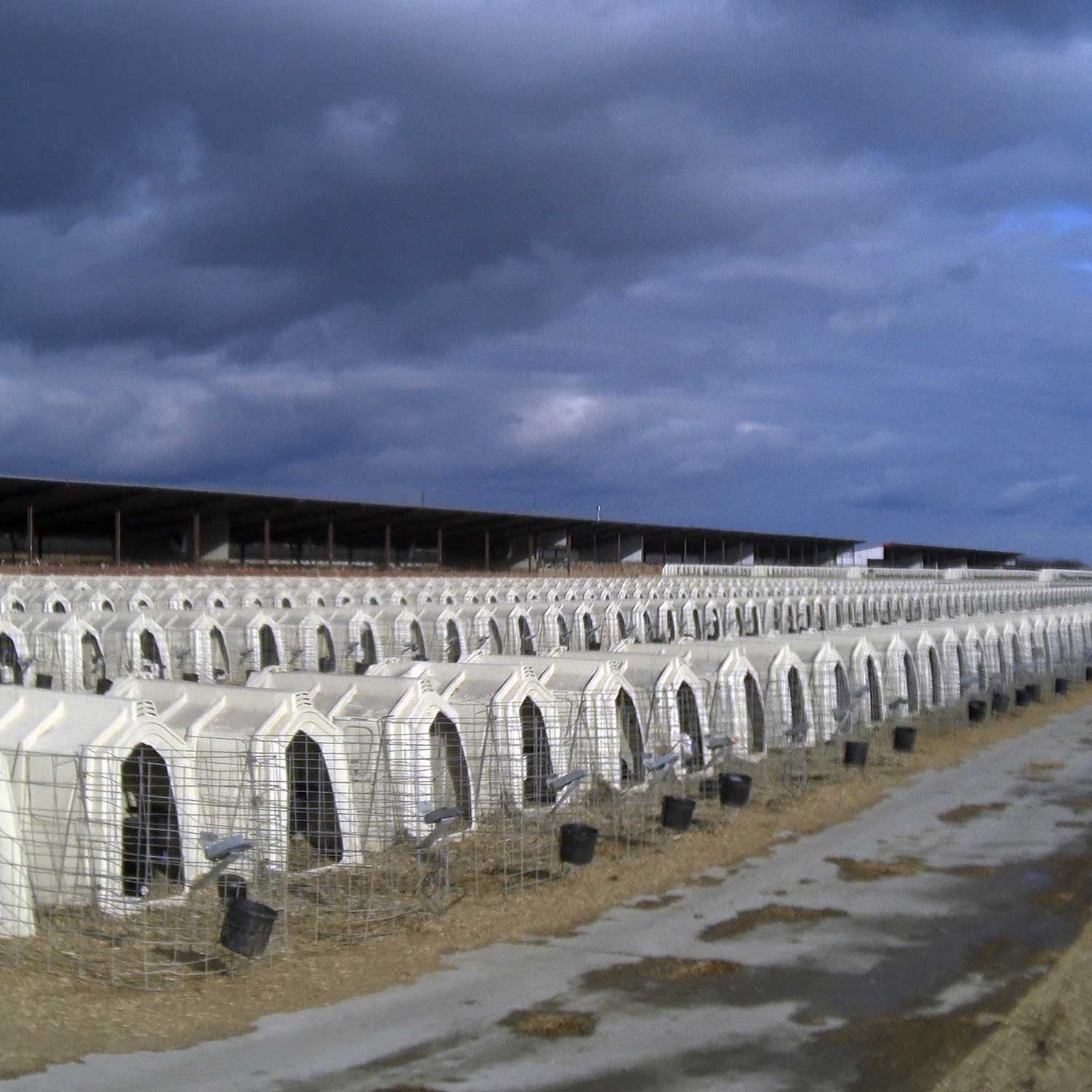 Plastic huts that calves live in on dairy farms