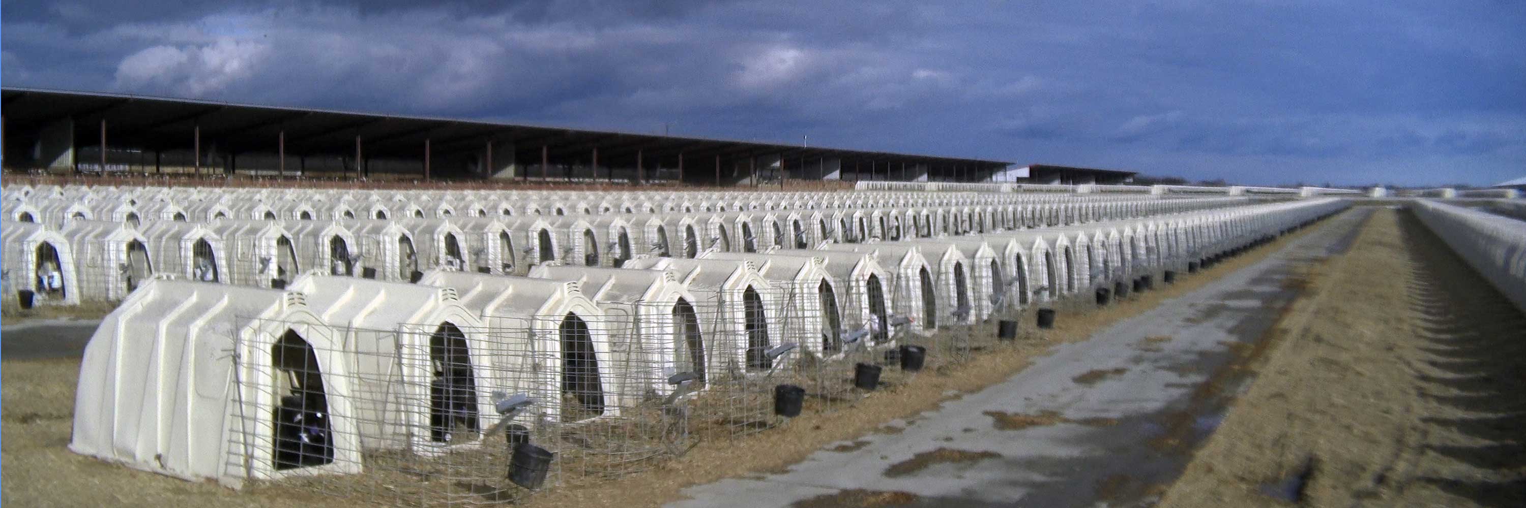 View of the plastic huts that calves live in on dairy farms