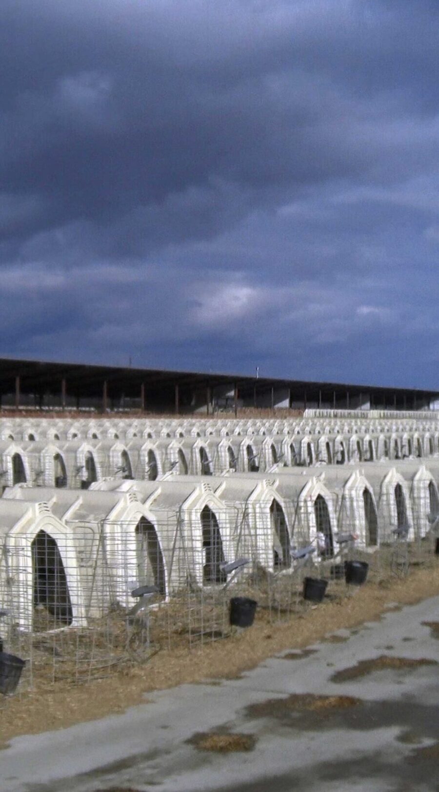 Plastic huts for calves on dairy farm