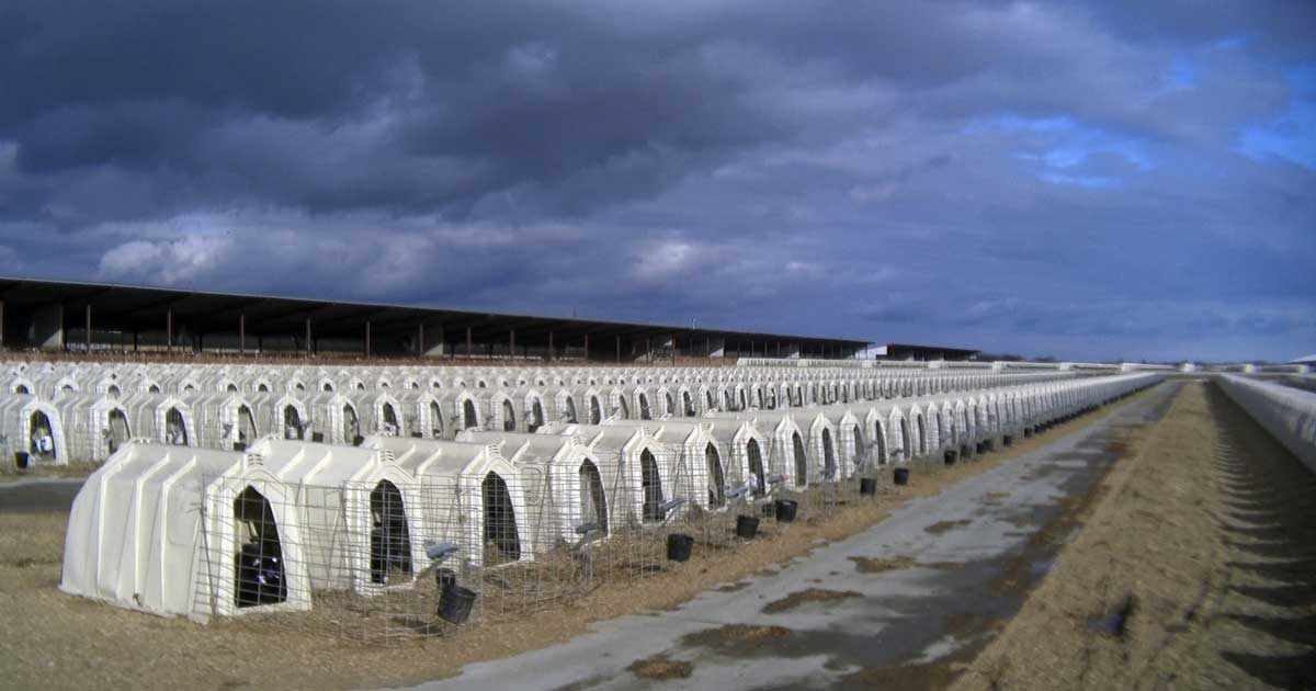 Plastic huts for calves on dairy farm