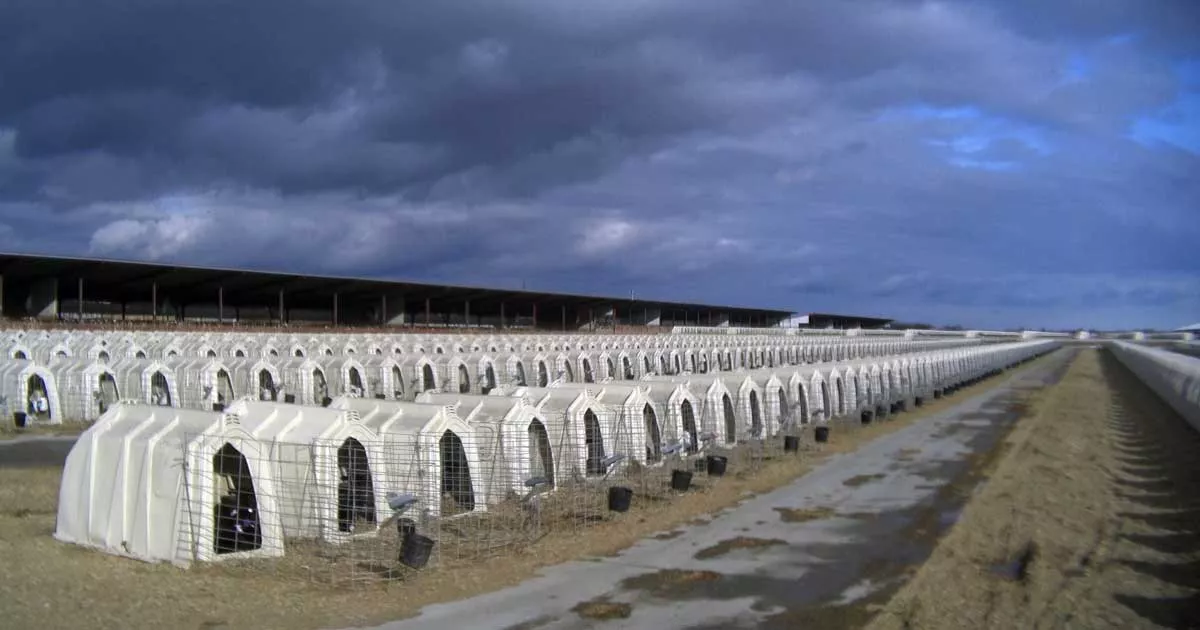 Plastic huts for calves on dairy farm