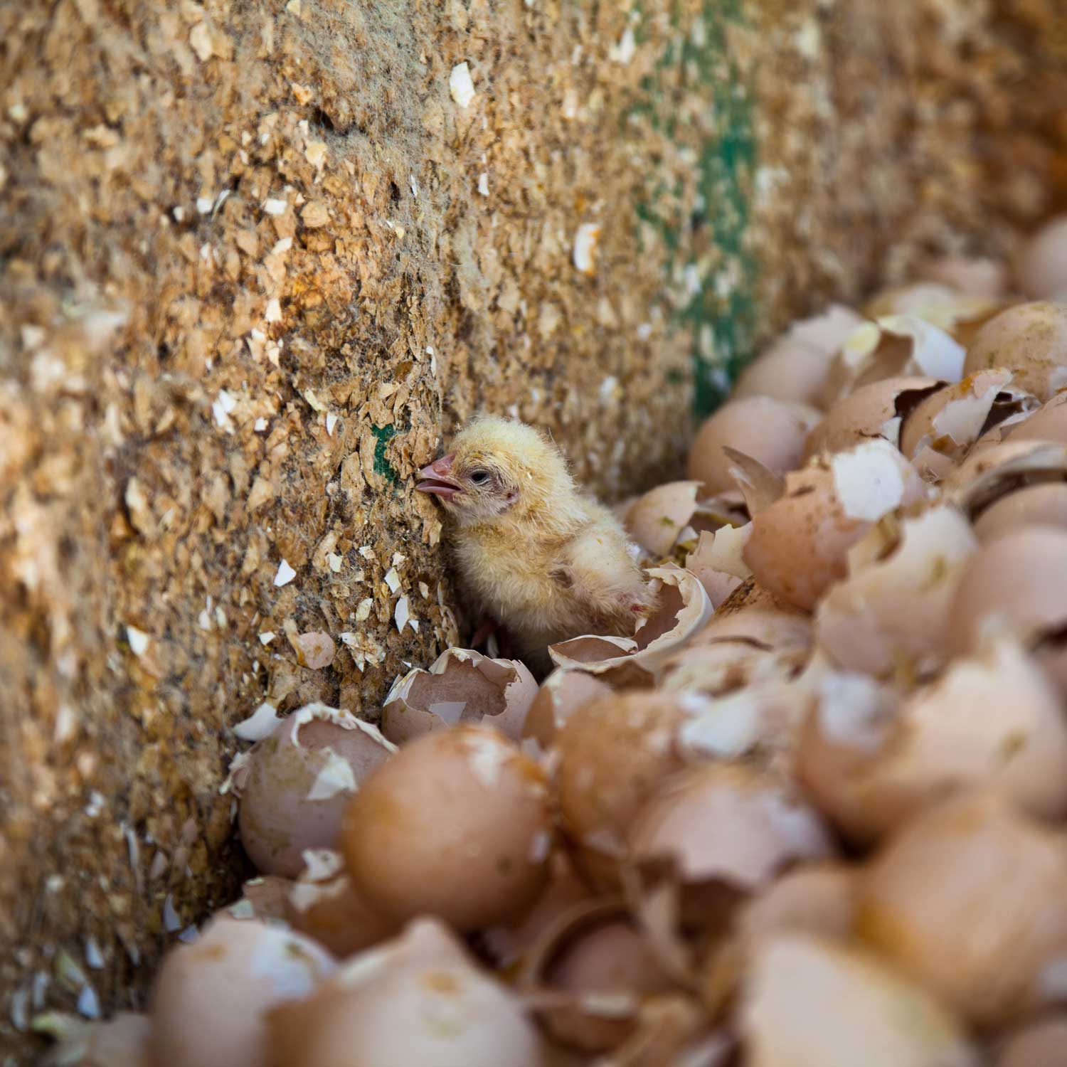 Baby chick against wall with hatched eggs