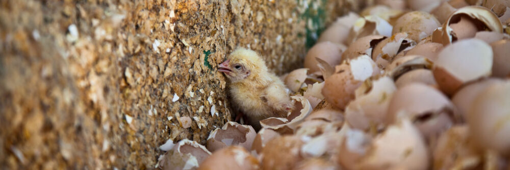 Baby chick against wall with hatched eggs