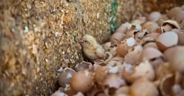 Pollito contra la pared con huevos eclosionados