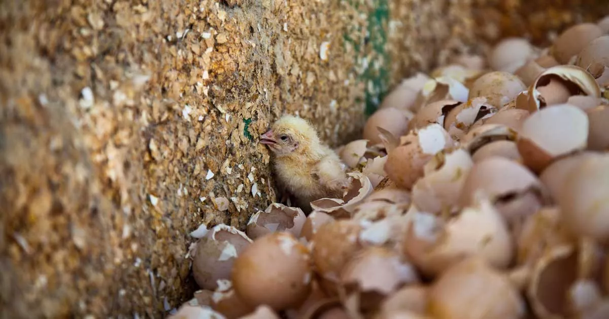 Baby chick against wall with hatched eggs