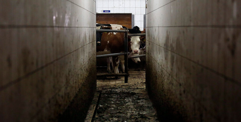 Cows awaiting slaughter