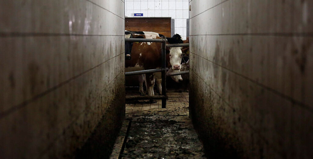 Cows waiting to be slaughtered