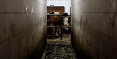 Vacas esperando matanza
