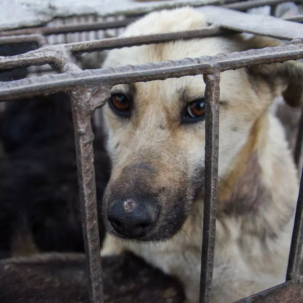 Dog in crate