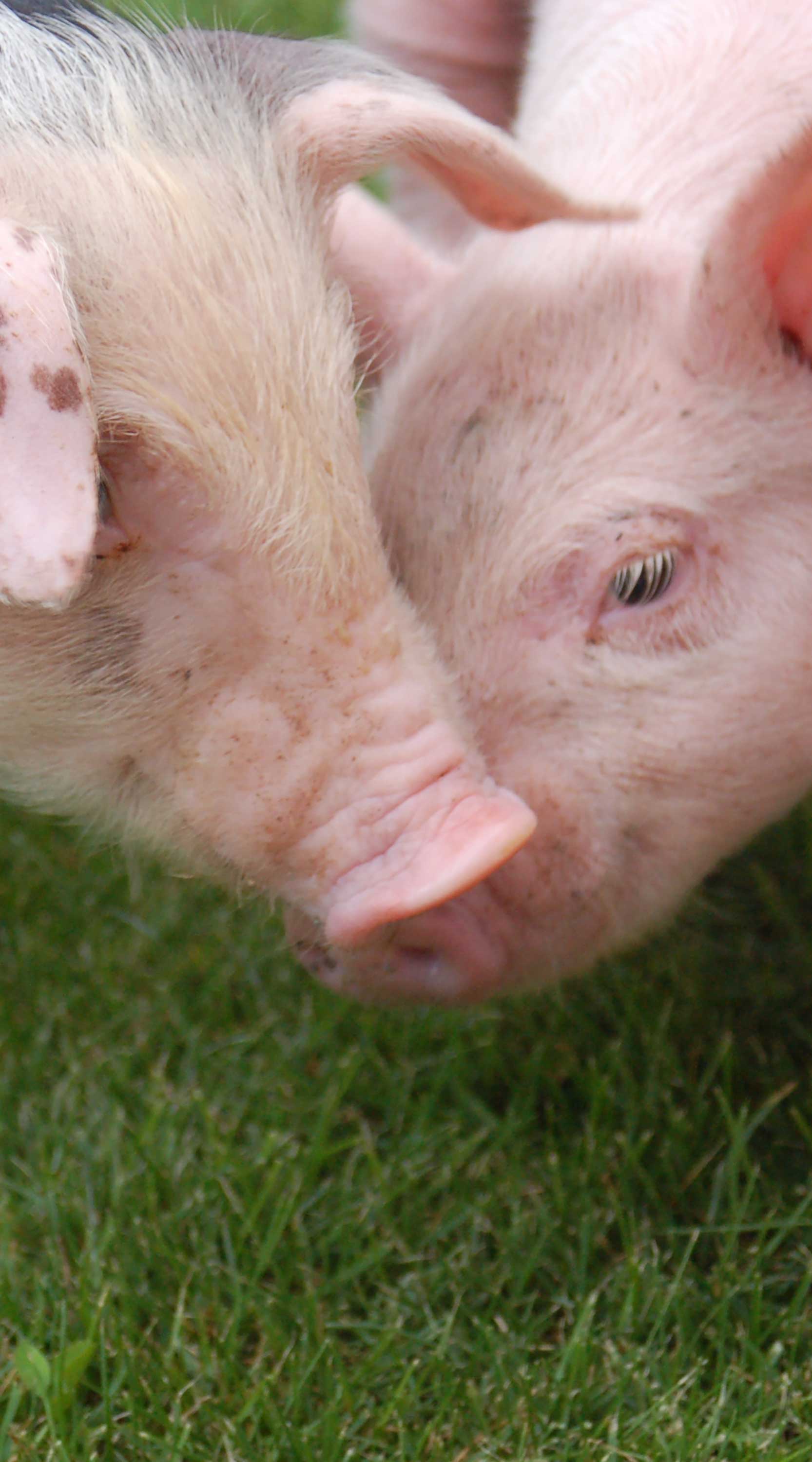 piglets-grass