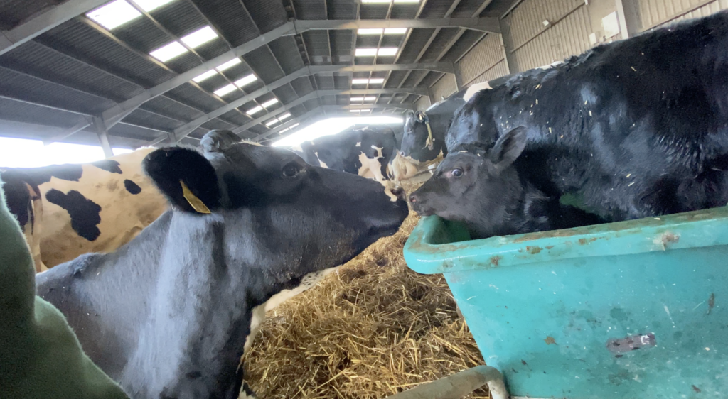 Maddox UK dairy farm Veggly Imapct 1024x0 c default The Tragic End to the Life of Calf 1578