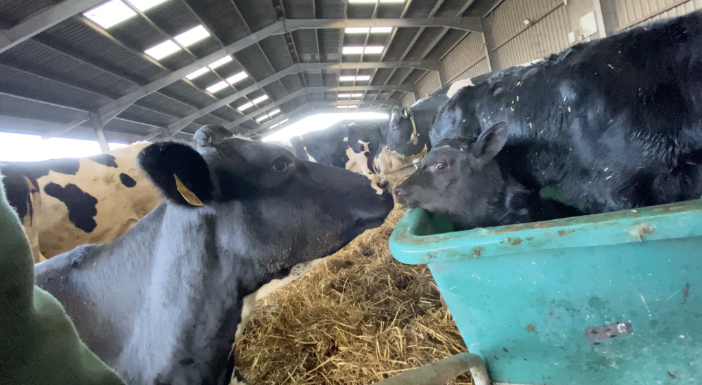 Baby cow separated from mother