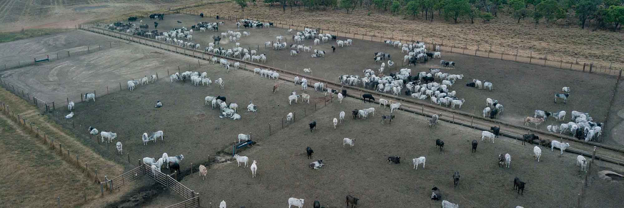 Photo from the front lines of Brazil’s raging fires highlights how Brazil’s under-regulated meat industry is driving deforestation in some of the country’s most biodiverse ecosystems