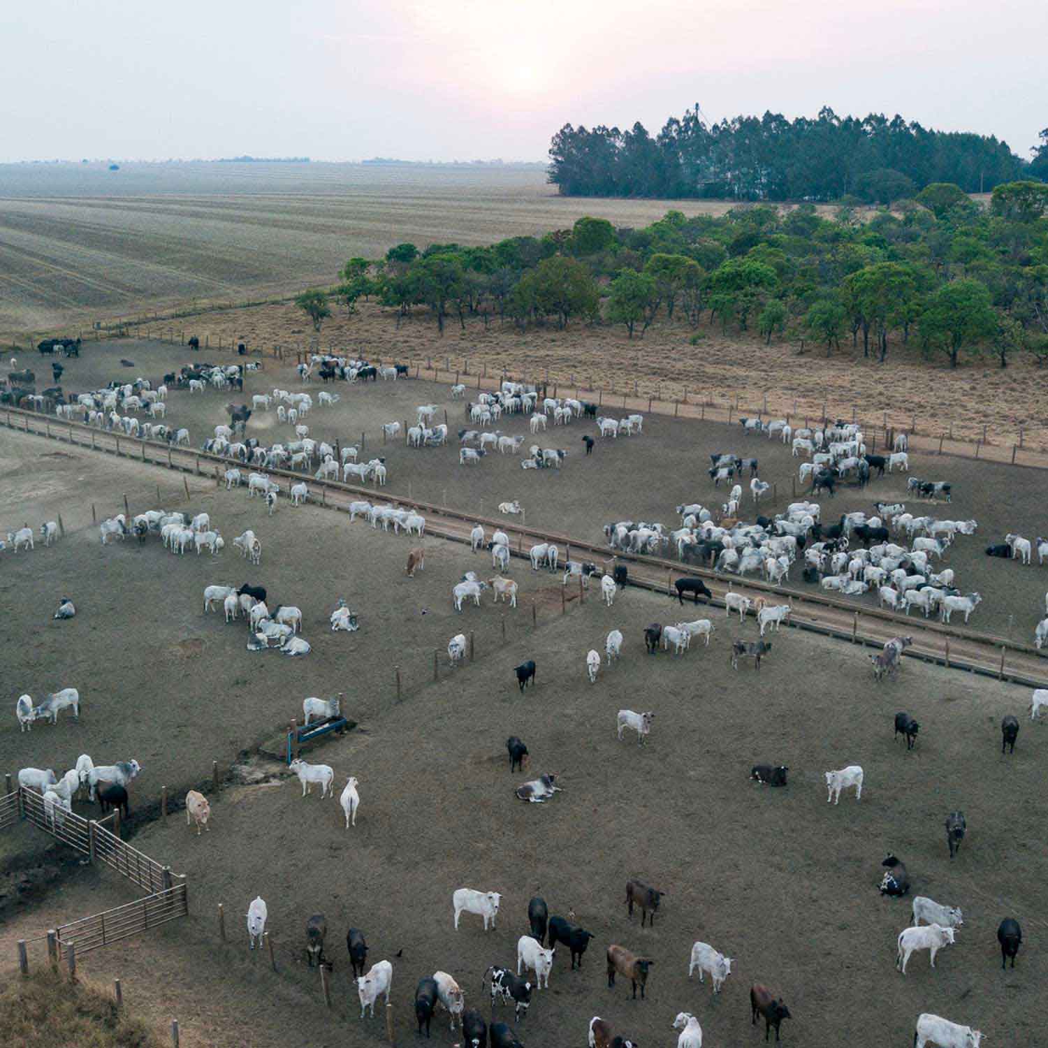 Photo from the front lines of Brazil’s raging fires highlights how Brazil’s under-regulated meat industry is driving deforestation in some of the country’s most biodiverse ecosystems.