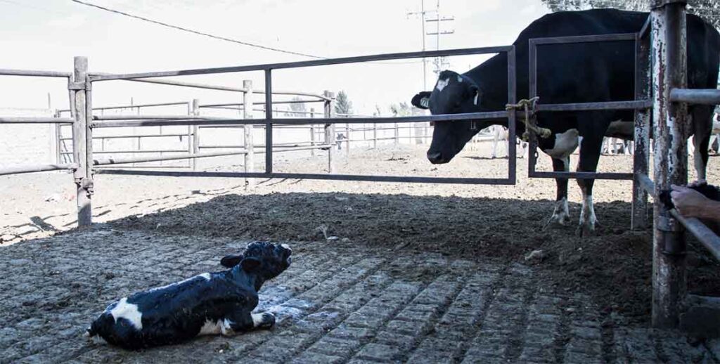 Baby calf calls out for his mother after being torn away after birth, awaiting his death