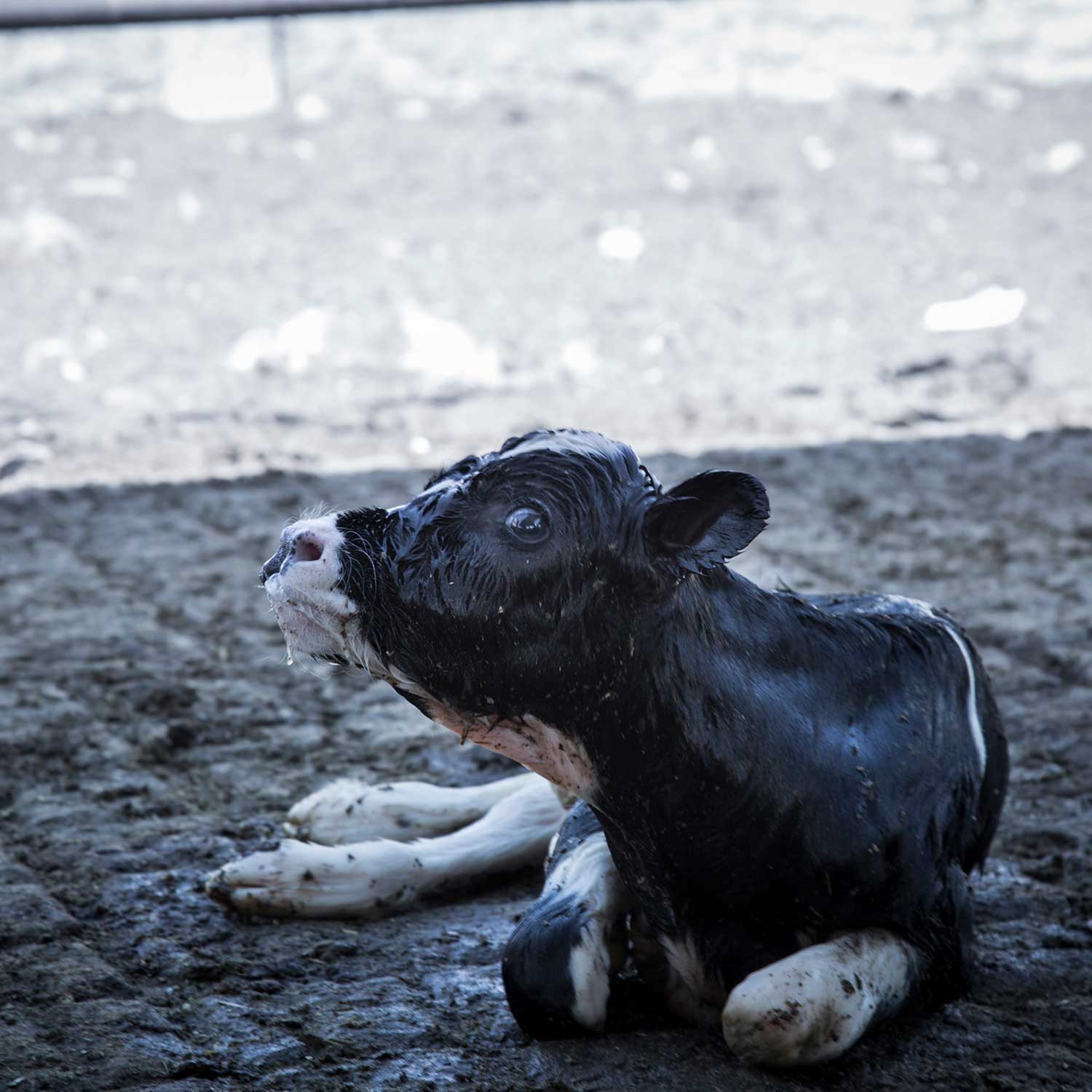 calf on ground just born