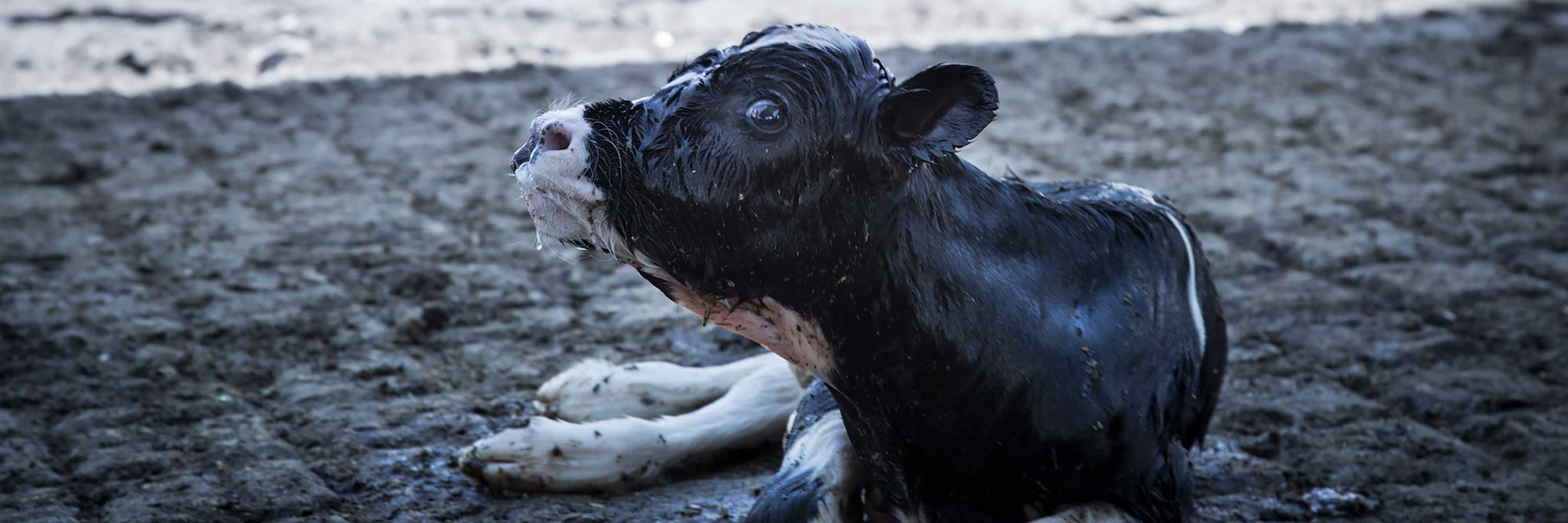 calf on ground just born
