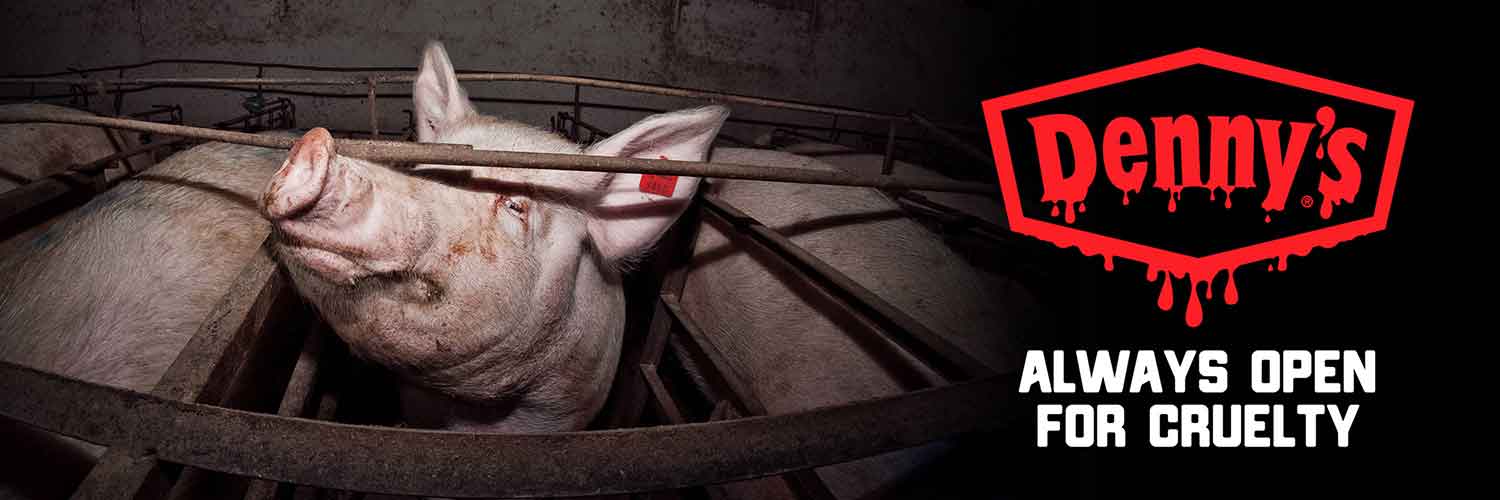 Denny's Gestation Crates Mother Pigs