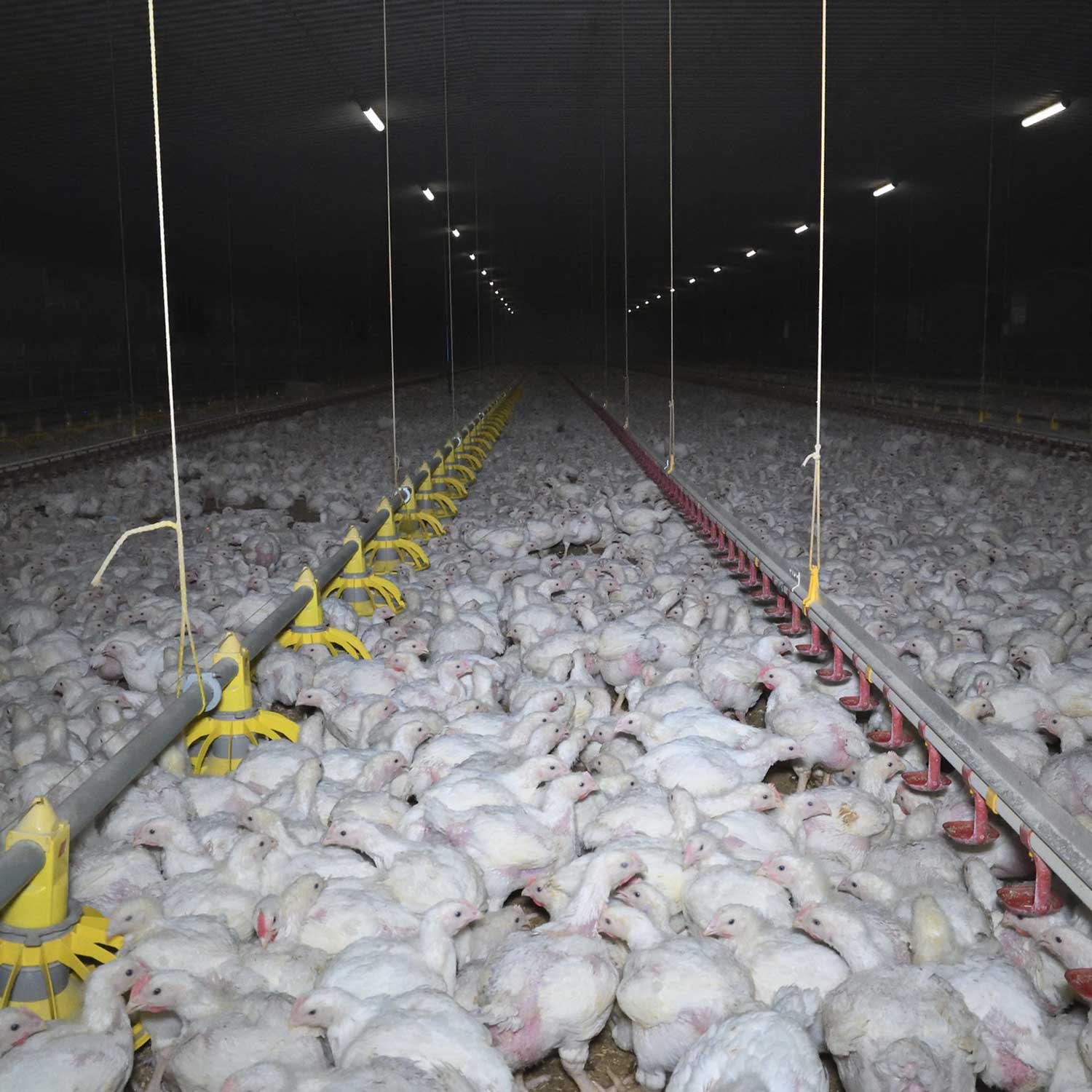 over crowding, chickens, factory farming