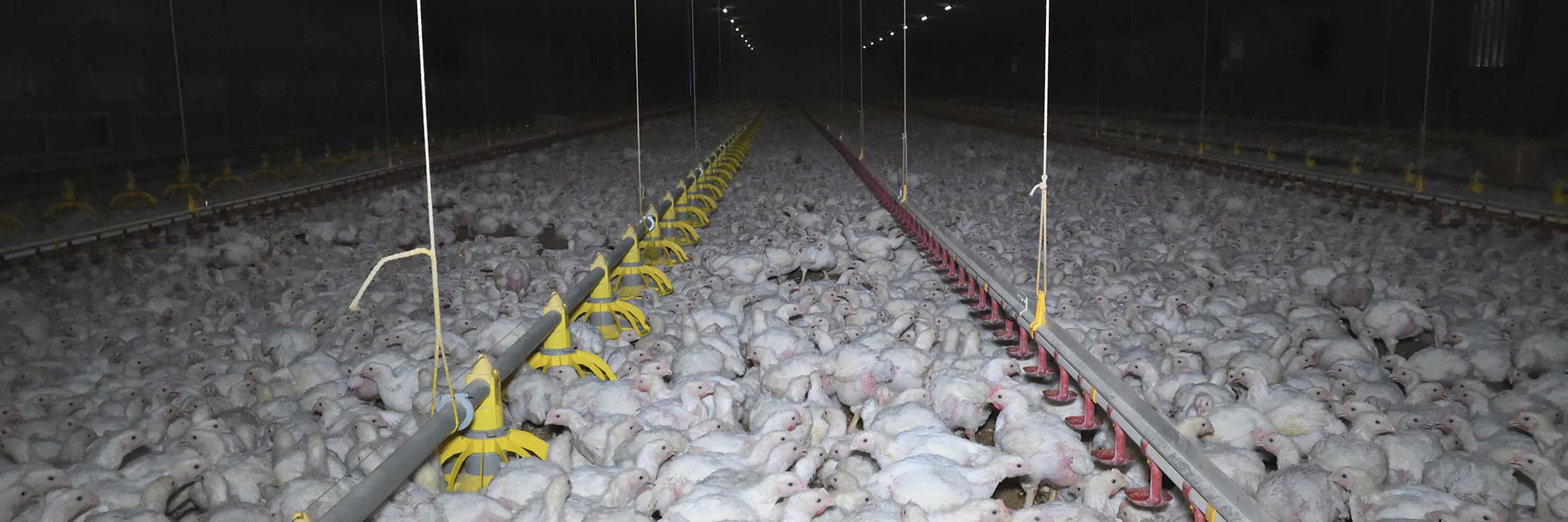 chickens, over crowded, factory farming