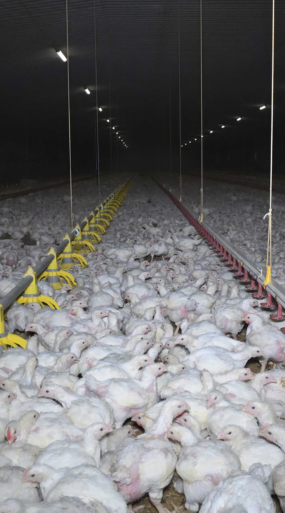 over crowded, chickens, factory farming