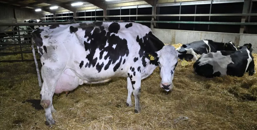 Undercover investigation into Dairy Farm