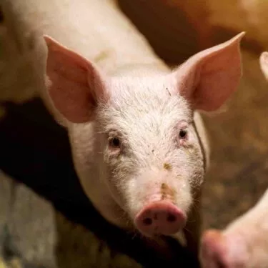 Cerdo mirando a la cámara