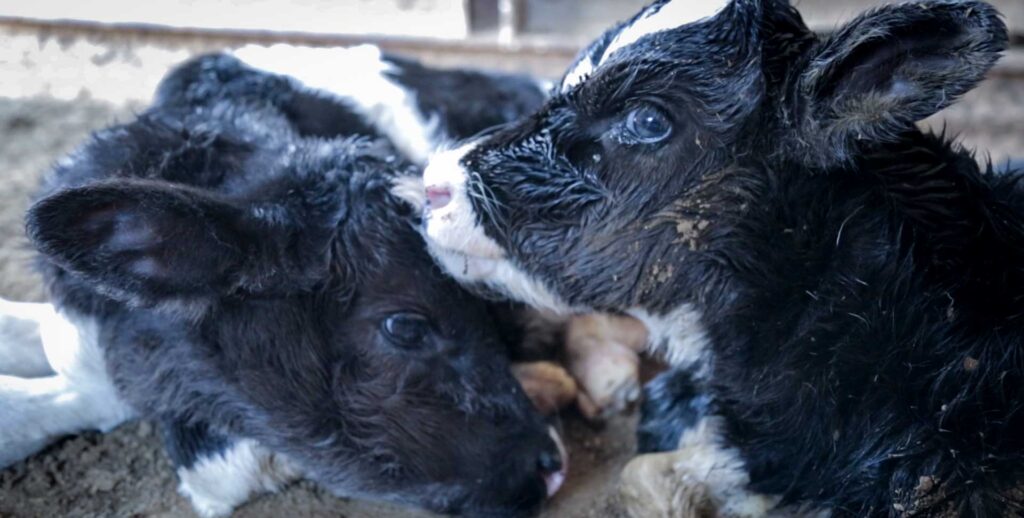Baby cows on factory farm