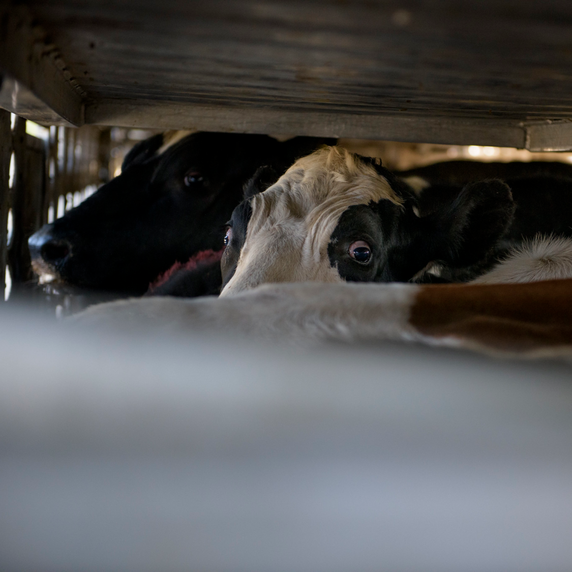 South Fork Dairy Farm Fire Kills 18,000 Cows Animal Equality
