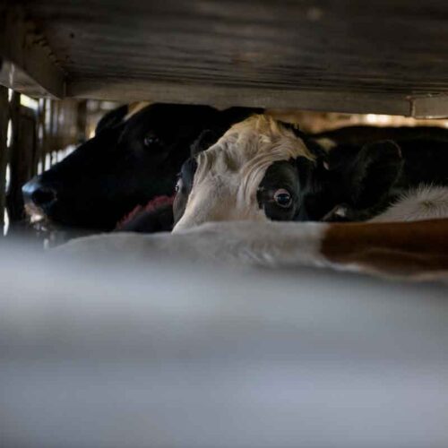 South Fork Dairy Farm Fire Kills 18,000 Cows Animal Equality