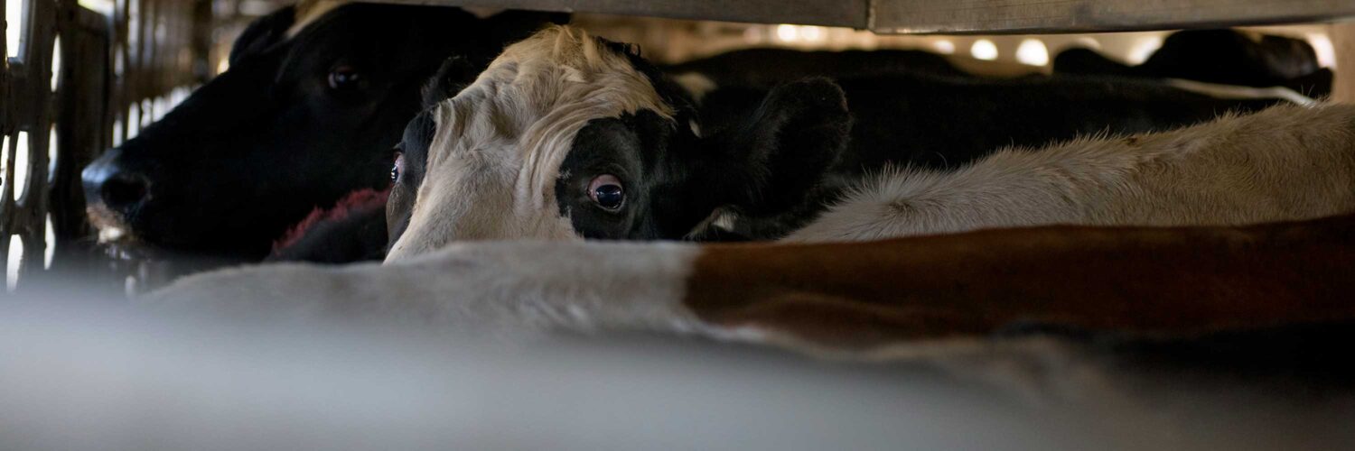 South Fork Dairy Farm Fire Kills 18,000 Cows Animal Equality