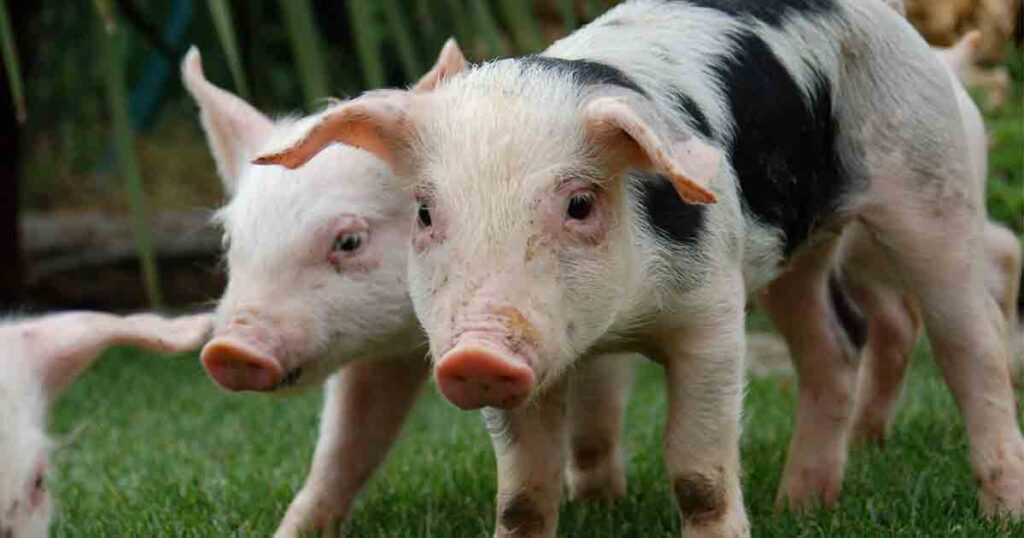 two small and happy pigs