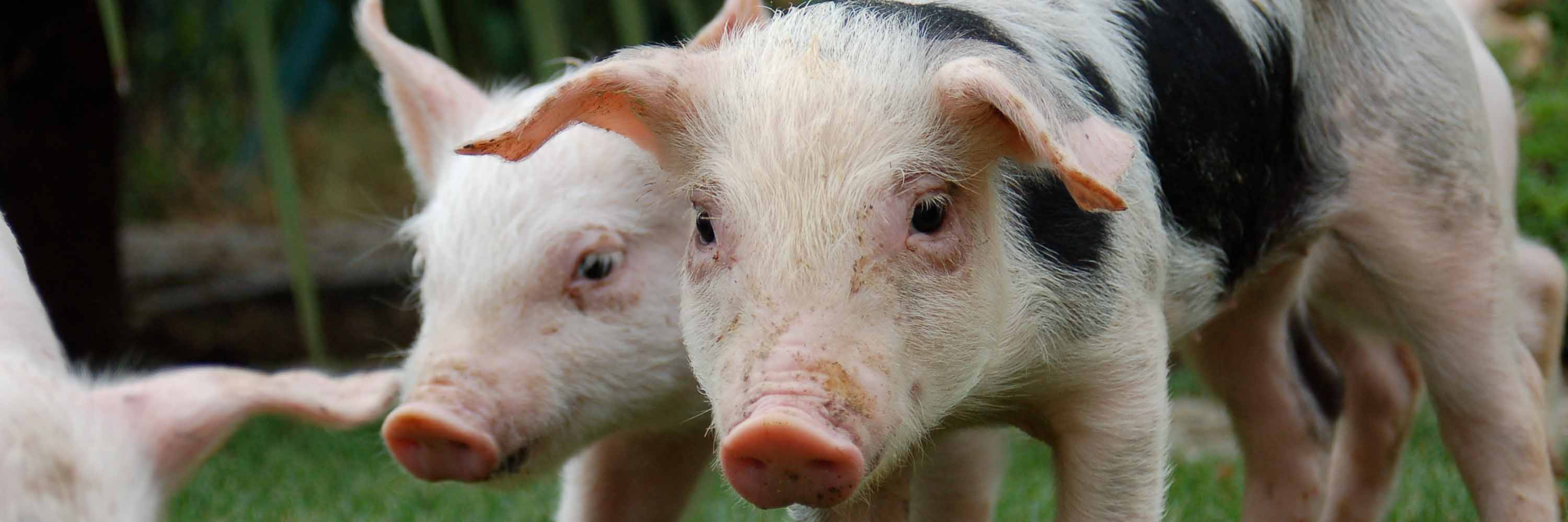 two small and happy pigs