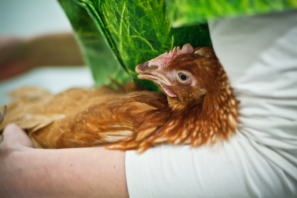 A rescued hen held comfortably while examined by a vet.