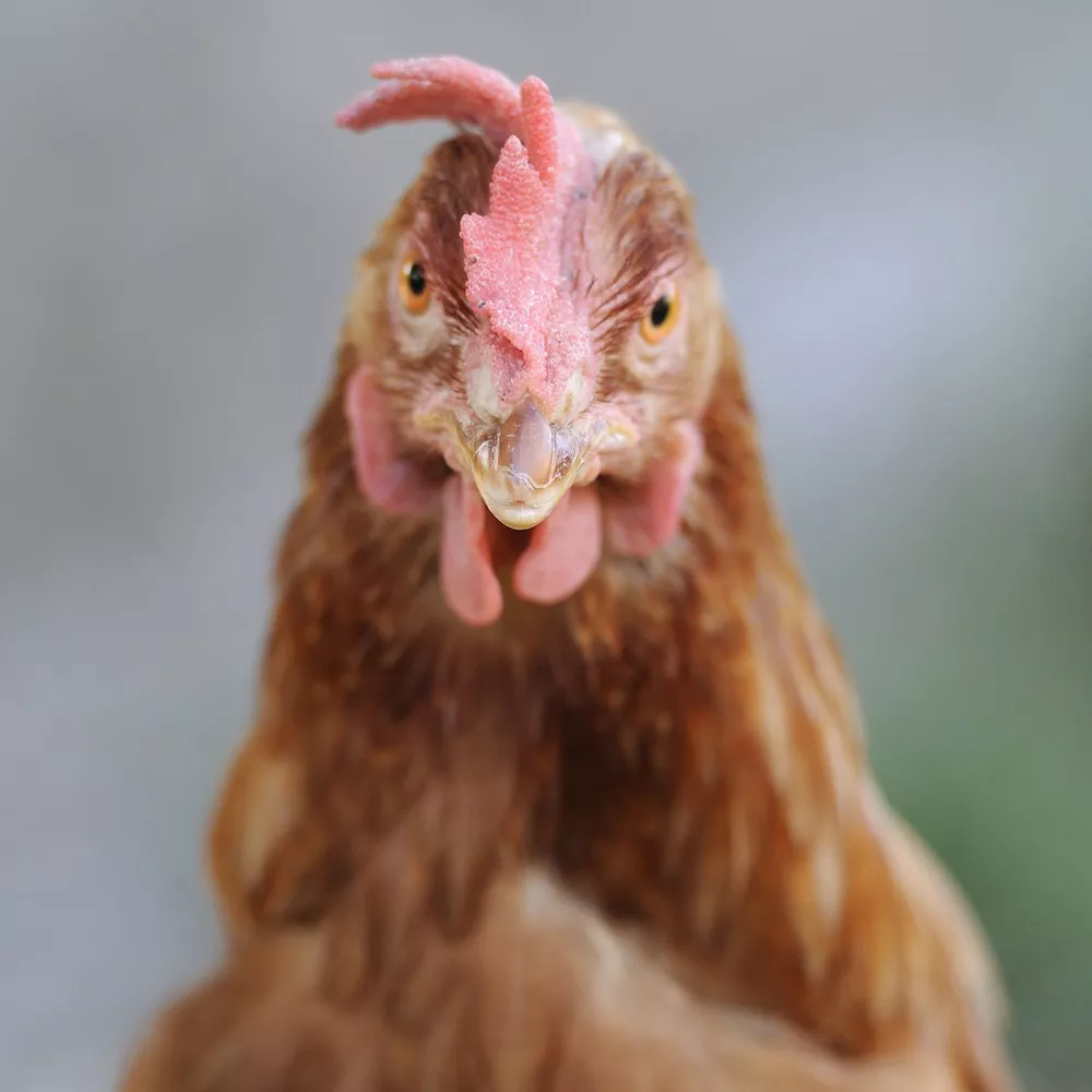 Brown hen in front of the camera