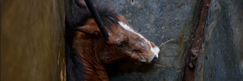 Horse being stunned in Chiapas slaughterhouse