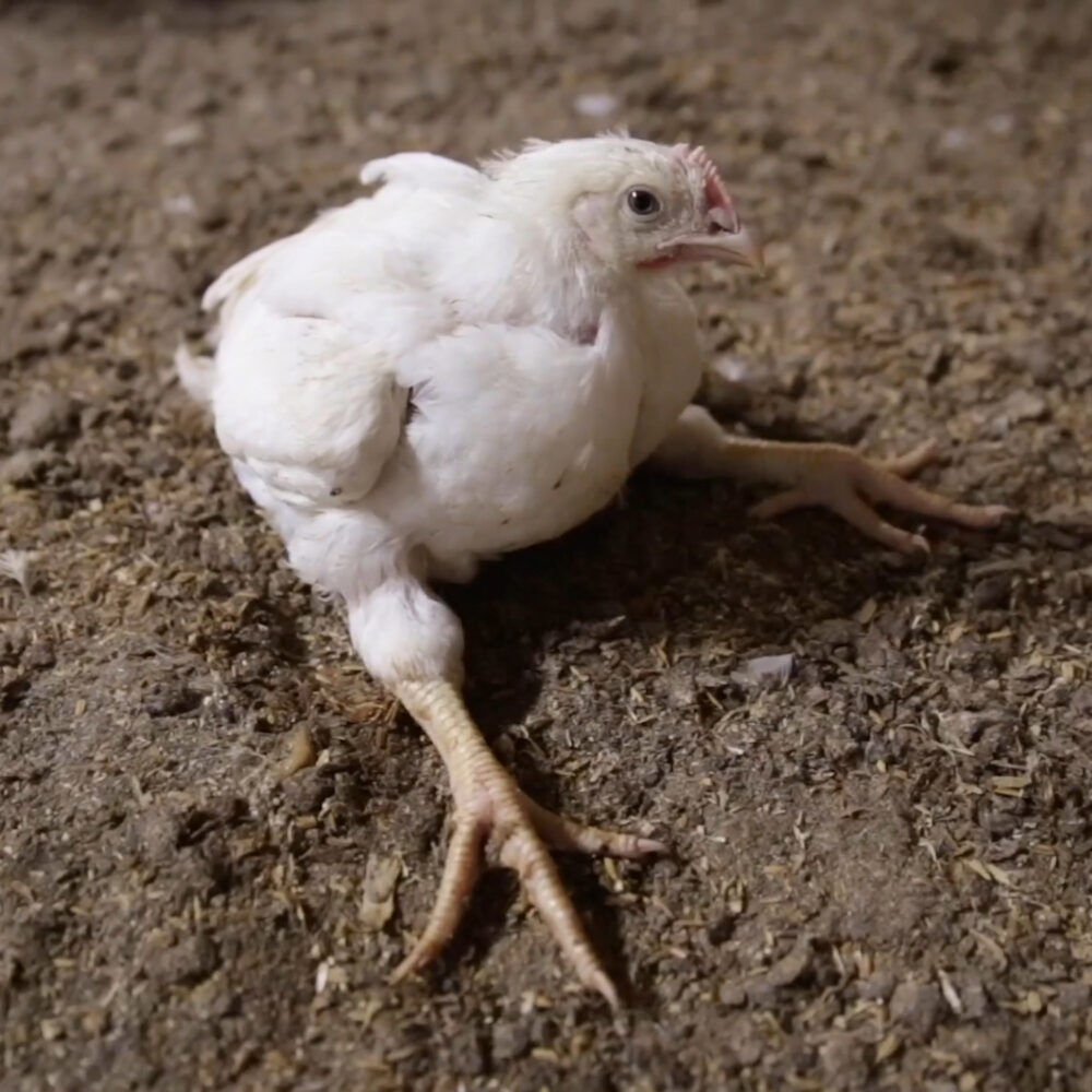 Chicken on floor of factory farm in Italy