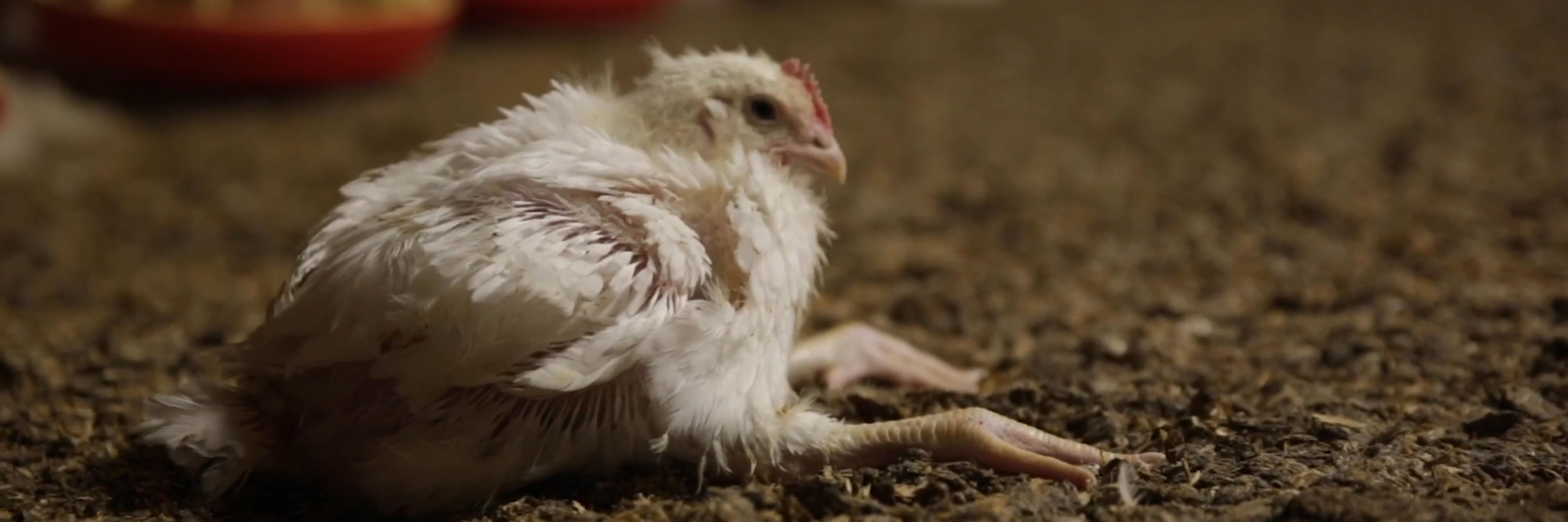 Chicken on floor of factory farm in Italy
