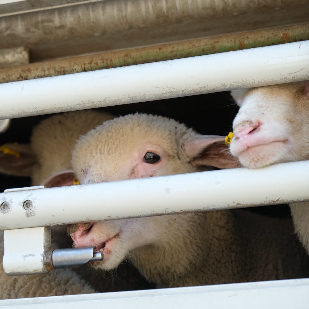 Lamb in a truck
