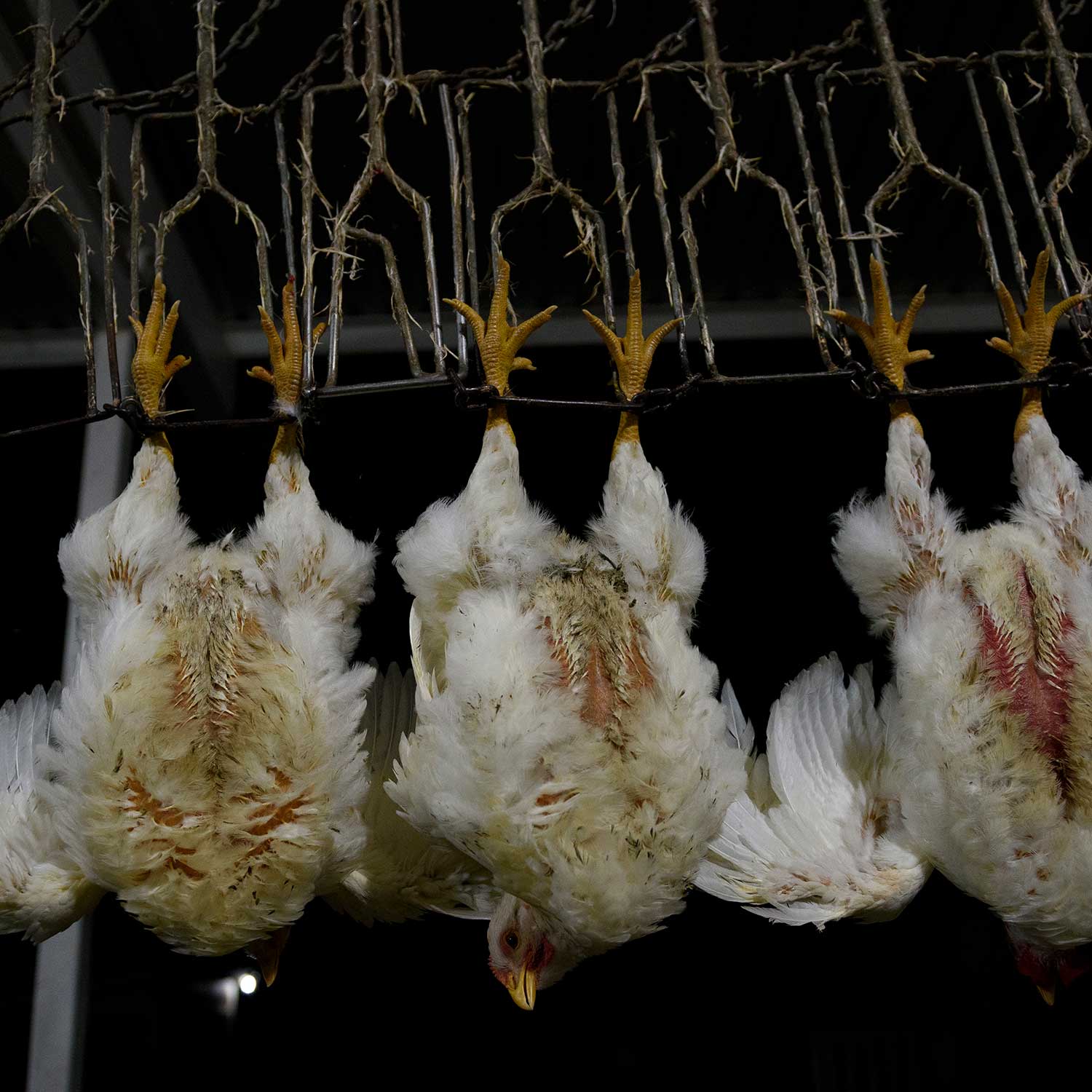 chickens hung upside down in slaughterhouse