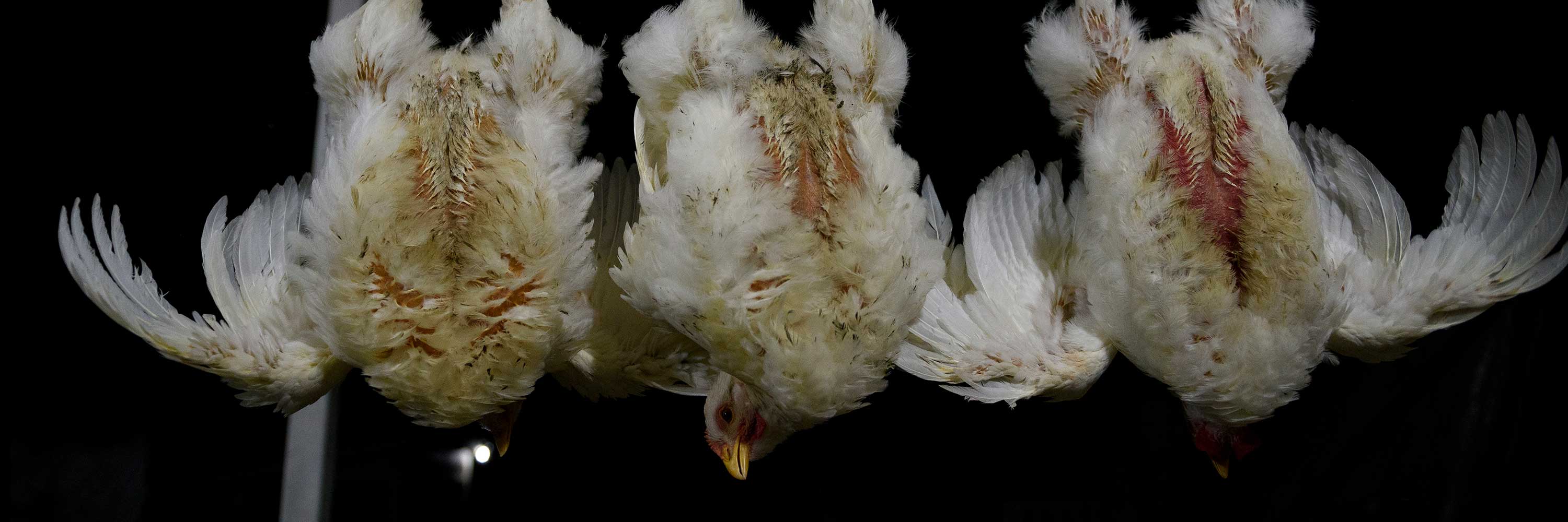 Chickens in slaughterhouse hung upside down