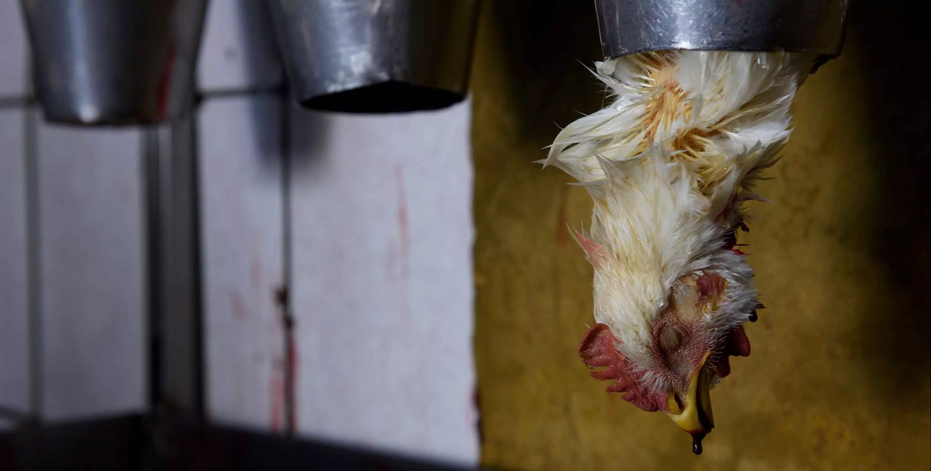 Cone-cutting system within slaughterhouse of Mexico in place to cut the throat of a chicken