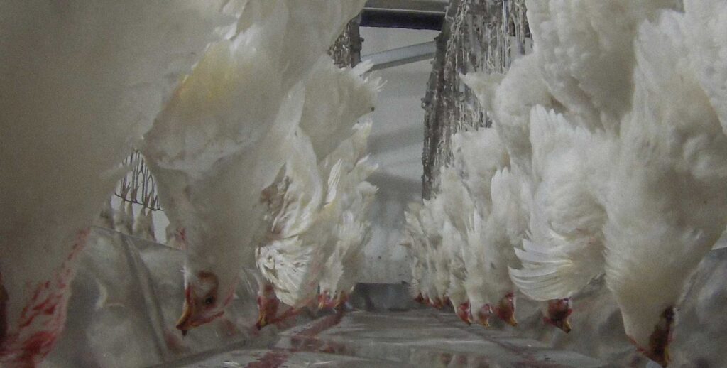 Chickens hung upside down by their feet on an assembly line inside a slaughterhouse in Mexico