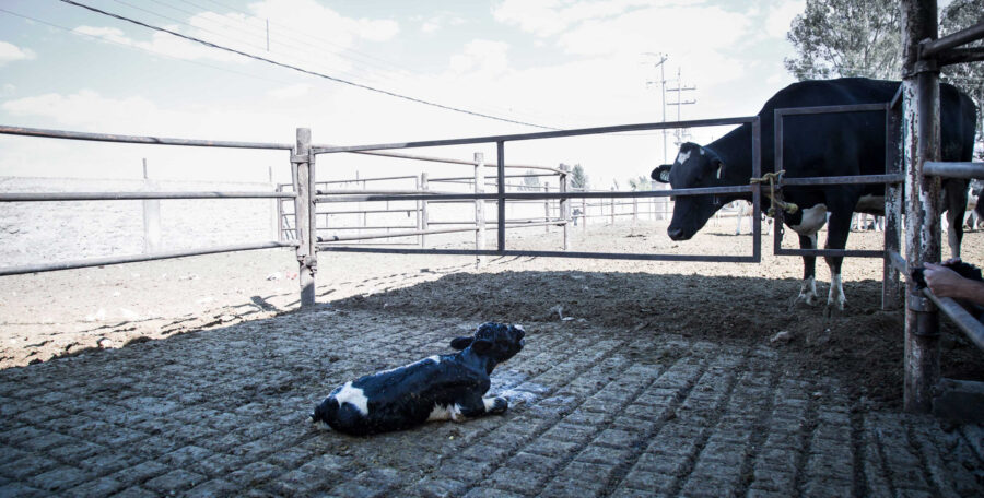 Baby cow ripped away from mother