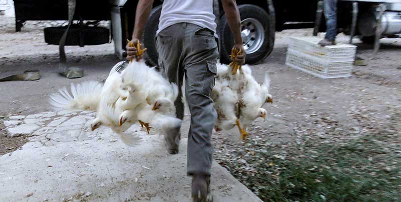 Worker roughly handling chickens by their legs for transport to slaughterhouse